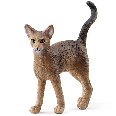 Animal Gato Abisinio