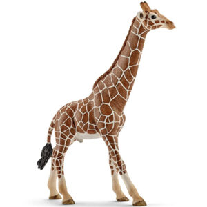 Animal Jirafa Macho