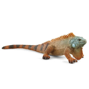 Animal Iguana