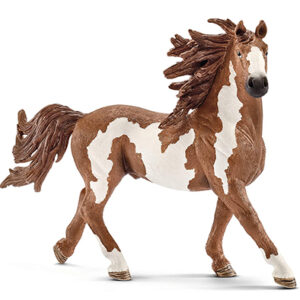 Animal Caballo Pinto Stallion