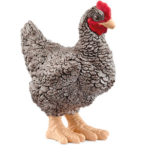 Animal Pollo Plymouth Rock