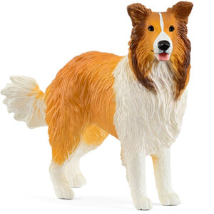 Animal Perro Collie