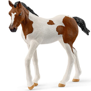 Animal Potro Paint Horse