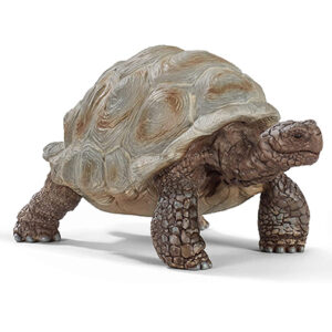 Animal Tortuga Gigante