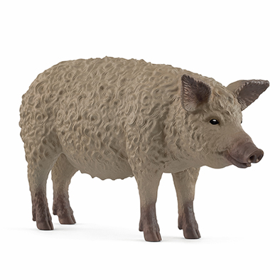 Animal Cerdo Mangalica Cachorro