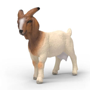 Animal Cabra Bóer