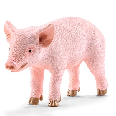 Animal Chancho